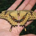 2 Butterflys